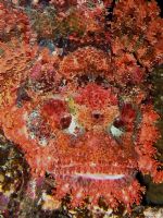 Scorpion Fish