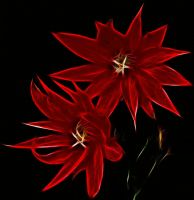 Wild Red Magical Flowers - Fotoraf: Atlm Glen fotoraflar fotoraf galerisi. 