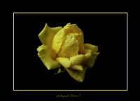 Yellow Roses... - Fotoraf: Ekrem Tokuz fotoraflar fotoraf galerisi. 