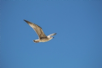 �zg�rl�k - Foto�raf: B�lent Ang�n foto�raflar� foto�raf galerisi. 