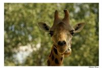 Giraffa Camelopardalis - Fotoraf: Abdullah Tuncay fotoraflar fotoraf galerisi. 