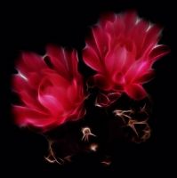 Dream Of Enigmatical Magenta Flowers - Fotoraf: Atlm Glen fotoraflar fotoraf galerisi. 