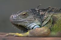 Iguana