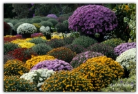 Chrysanthemum - Fotoraf: Glen Mutlu fotoraflar fotoraf galerisi. 