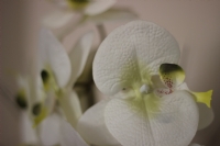 Orkide - Fotoraf: Sercan Dut fotoraflar fotoraf galerisi. 
