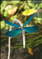 Dragonfly - Fotoraf: Erhan nal fotoraflar fotoraf galerisi. 