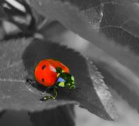 Ladybug - Fotoraf: Fatih Burs fotoraflar fotoraf galerisi. 