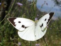 Byk Beyaz Melek (pieris Brassicae) - Fotoraf: Ertan Ertem fotoraflar fotoraf galerisi. 