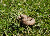 Vipera Ammodytes-baby