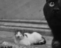 Siyah-beyaz Kedi - Fotoraf: Zeki Ylmazer fotoraflar fotoraf galerisi. 