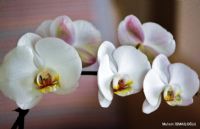 Orkidem - Fotoraf: Muhsin smailoglu fotoraflar fotoraf galerisi. 