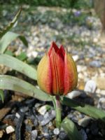 Tulipa Orphanidea - Fotoraf: brahim Szen fotoraflar fotoraf galerisi. 