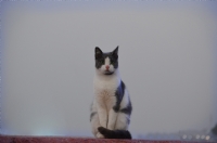 The Cat - Fotoraf: Furkan Turan fotoraflar fotoraf galerisi. 