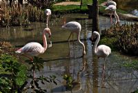 Flamingolar - Fotoraf: Caner Cmertel fotoraflar fotoraf galerisi. 