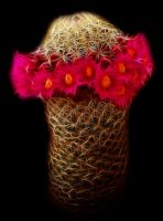Prickles And Enigmatical Magenta Flowers - Fotoraf: Atlm Glen fotoraflar fotoraf galerisi. 