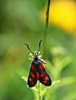 Zygaena Filipendulae