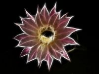 Echinopsis Oxygona  =) - Fotoraf: Bilge Trke fotoraflar fotoraf galerisi. 