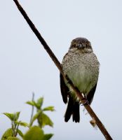 rmcek Kuu - Fotoraf: Akn oban fotoraflar fotoraf galerisi. 