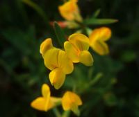 Tiny Yellow Flowers - Fotoraf: Atlm Glen fotoraflar fotoraf galerisi. 
