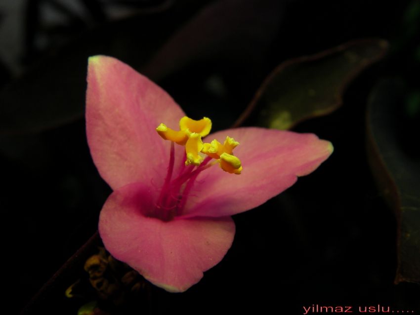 sevgiyi anlatan iekler...