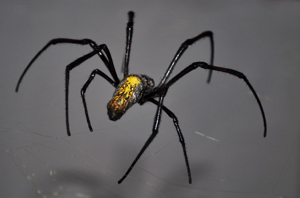 Orb web spider