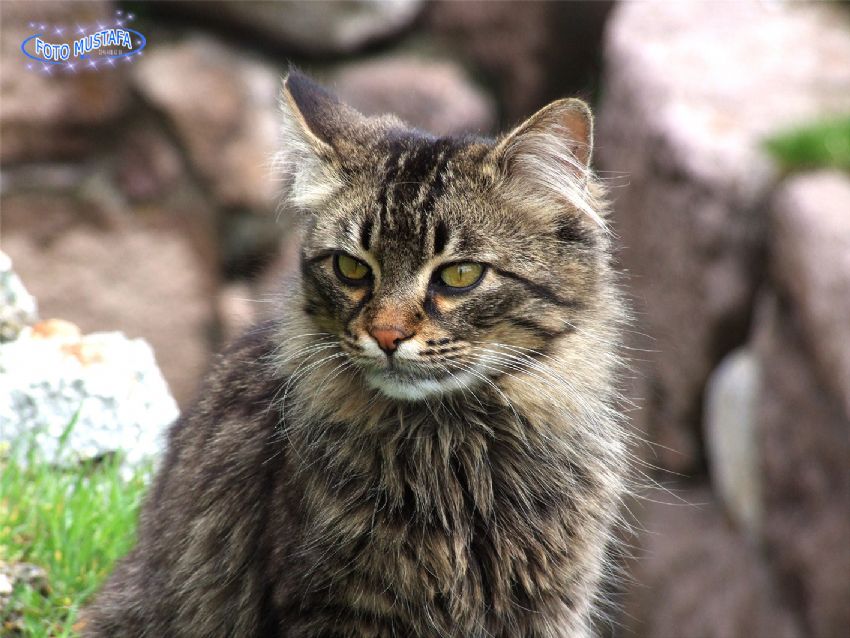 can�m s�kk�n beyler