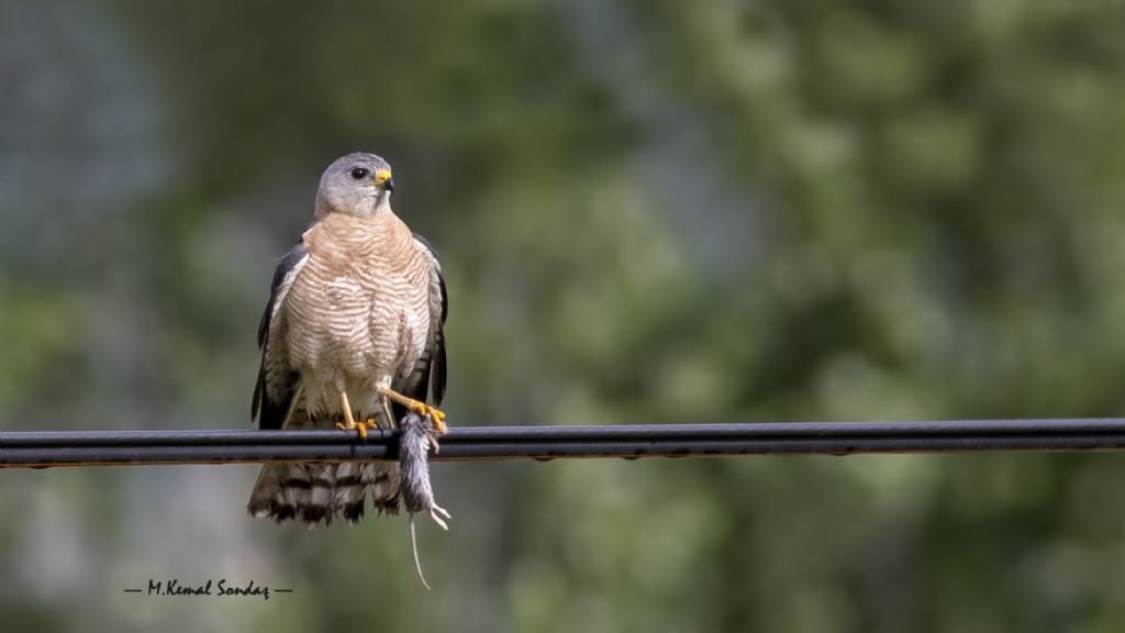 Yaz Atmacas / Levant Sparrowhawk