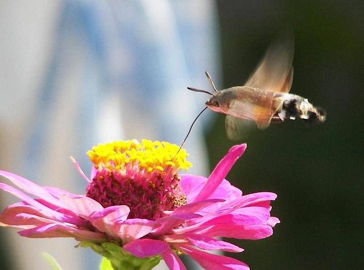 Fze veya Mekik kelebei (Sphingidae)