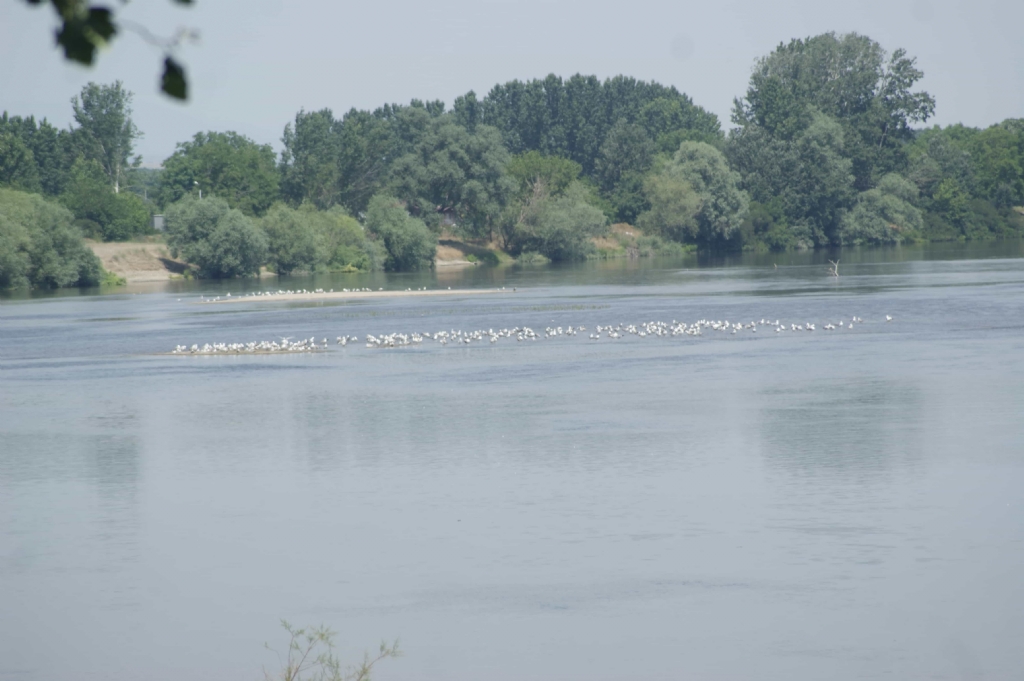 Meri nehri