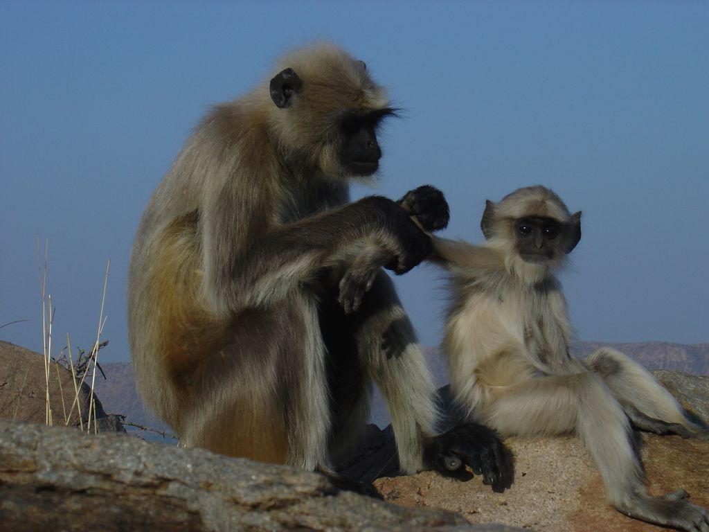 hindistan/ pushkar'n maymunlarnda efkat