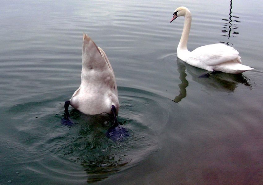 Zarafet sembol kuular