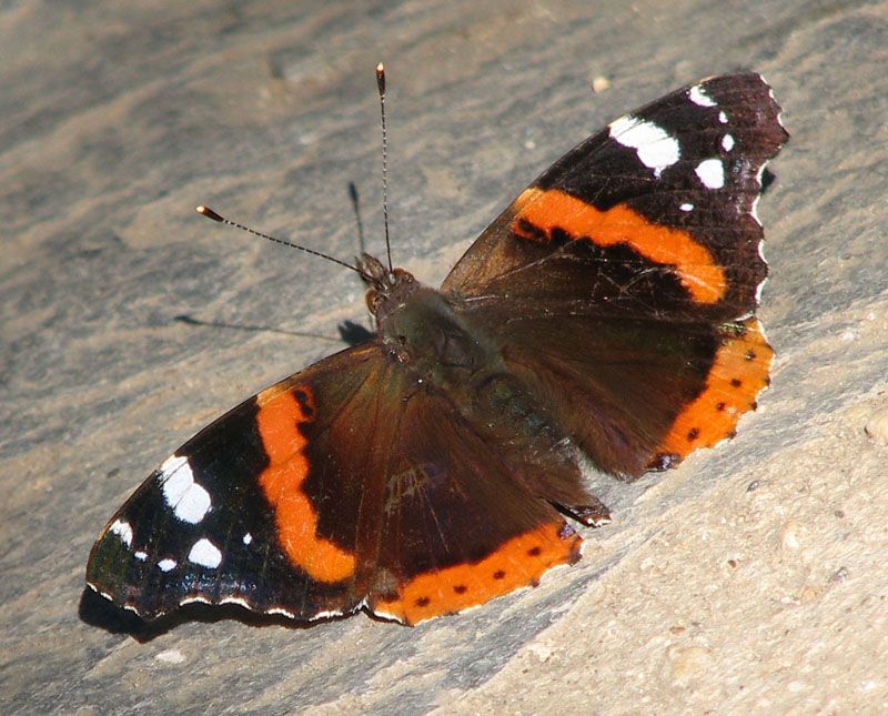 Vanessa Atalanta-Red admiral