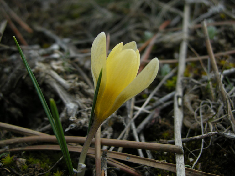 Crocus danfordiae