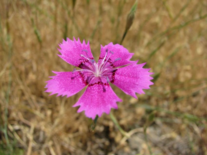 Yayla gzeli