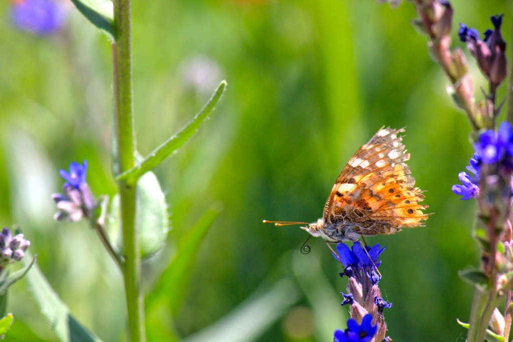 Vanessa Cardui