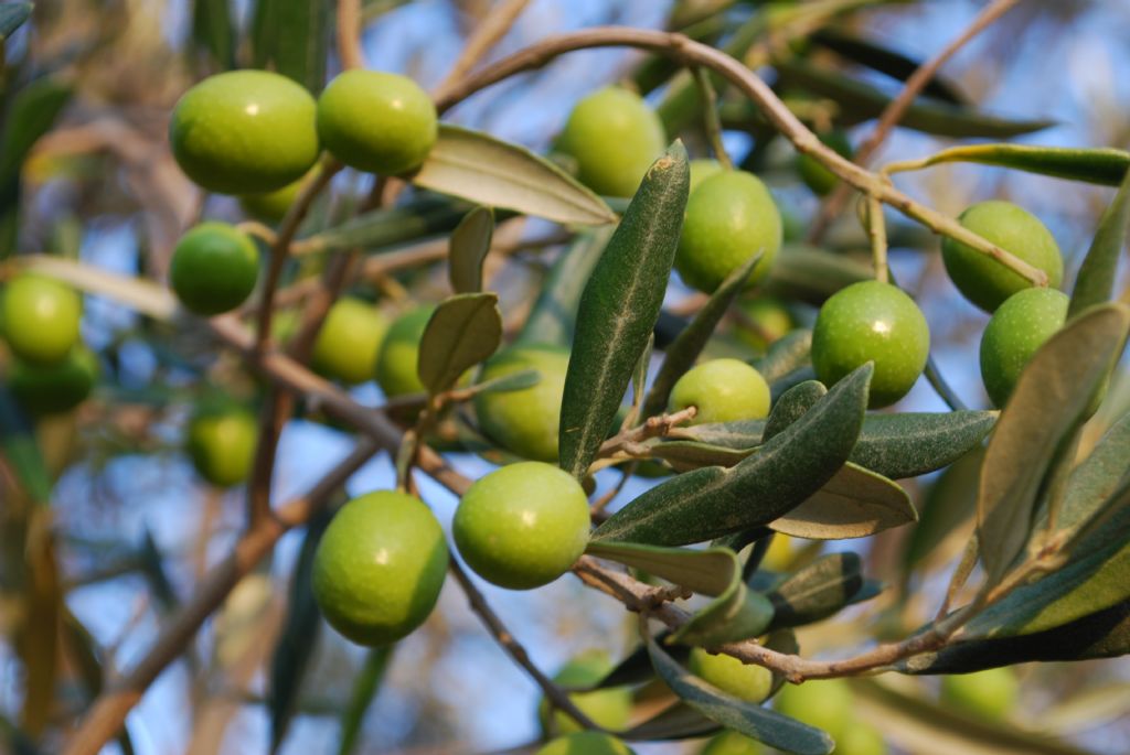 zeytin dal