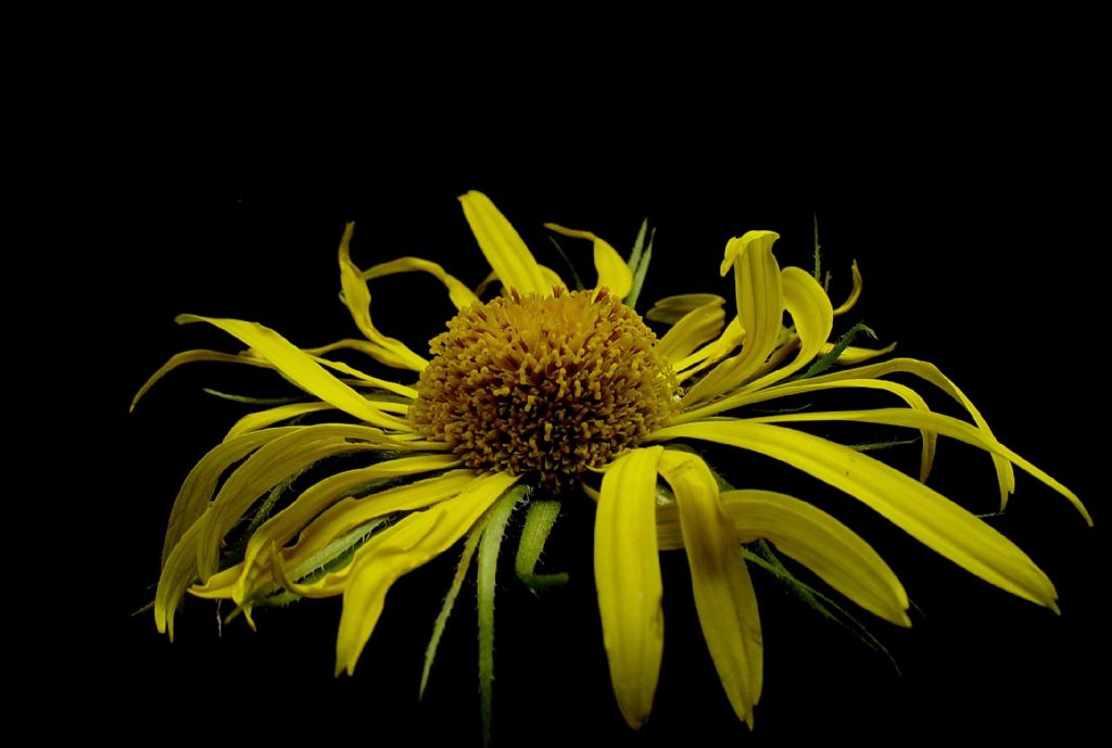 Dou Kaplanotu (Doronicum orientale HOFFM)