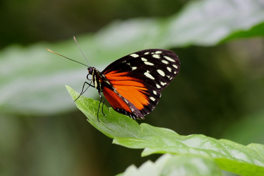 Heliconius hecale Zuleika
