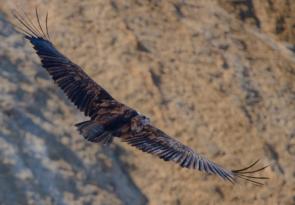 Karababaya ku bak.....