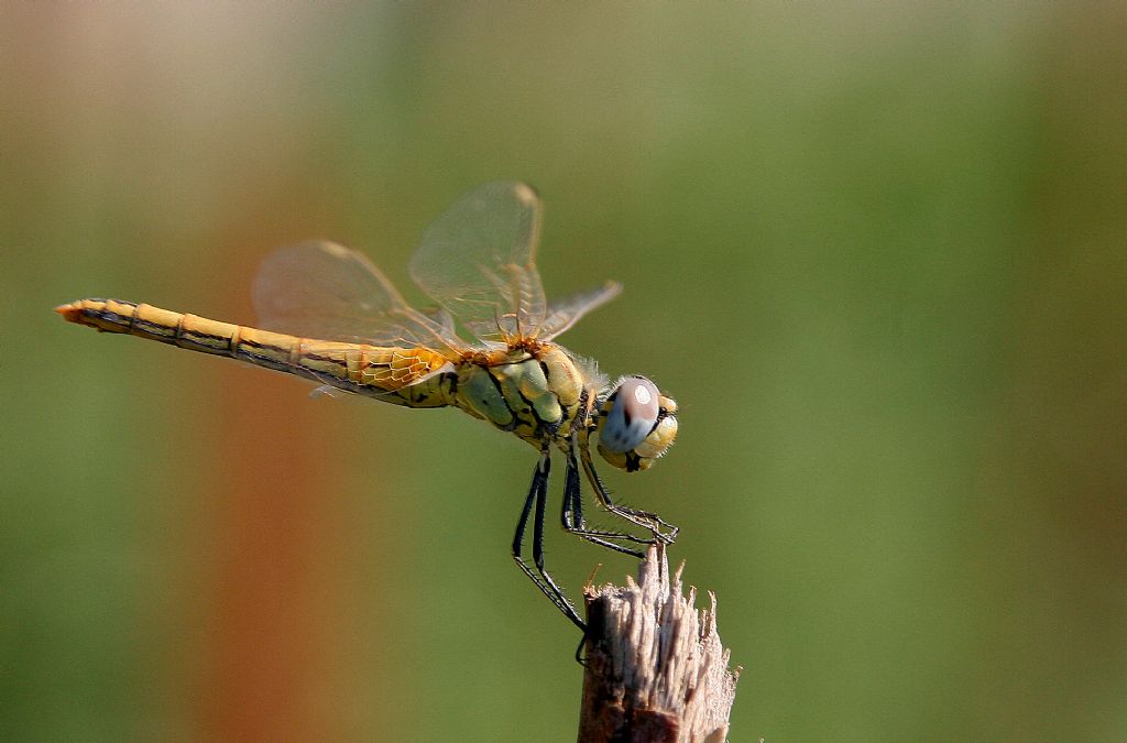 neden unuttun beni..