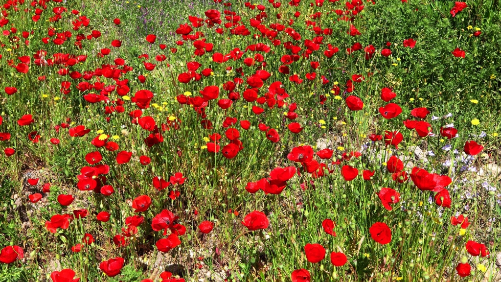 Gelincik �i�ekleri (Papaver rhoeas) 2026 bahar�nda
