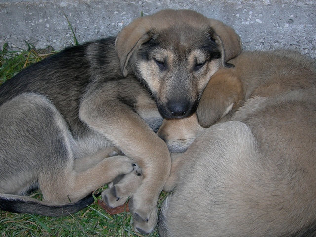 soukta iki karde