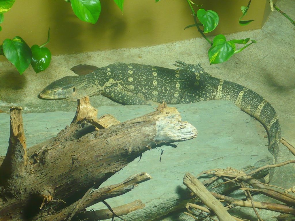 Iguana