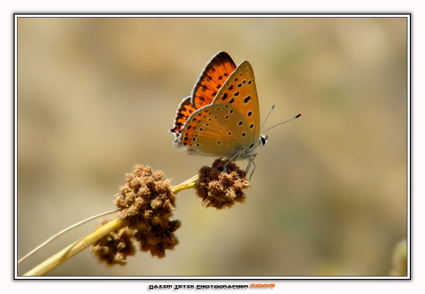 ... ::: Ate Kelebei -2- ::: ... 