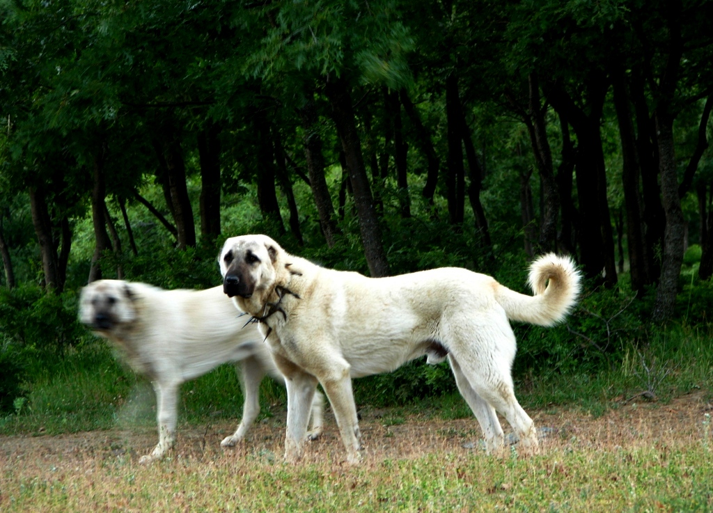 asaletli duru