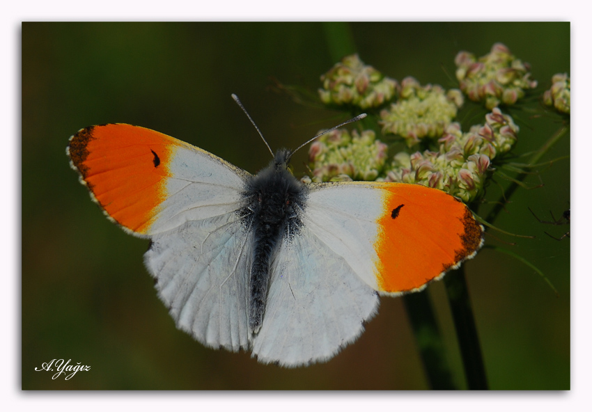 Turuncu Ssl Kelebek-4