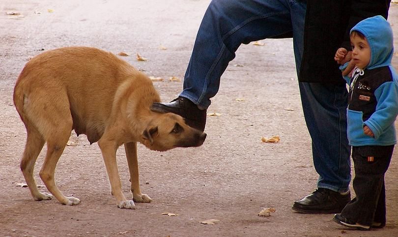 ocuklarmza hayvan sevgisini byle mi retecei