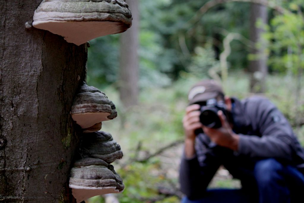 kav mantari  Fomes fomentarius