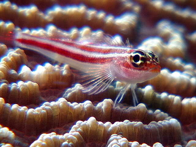 Goby