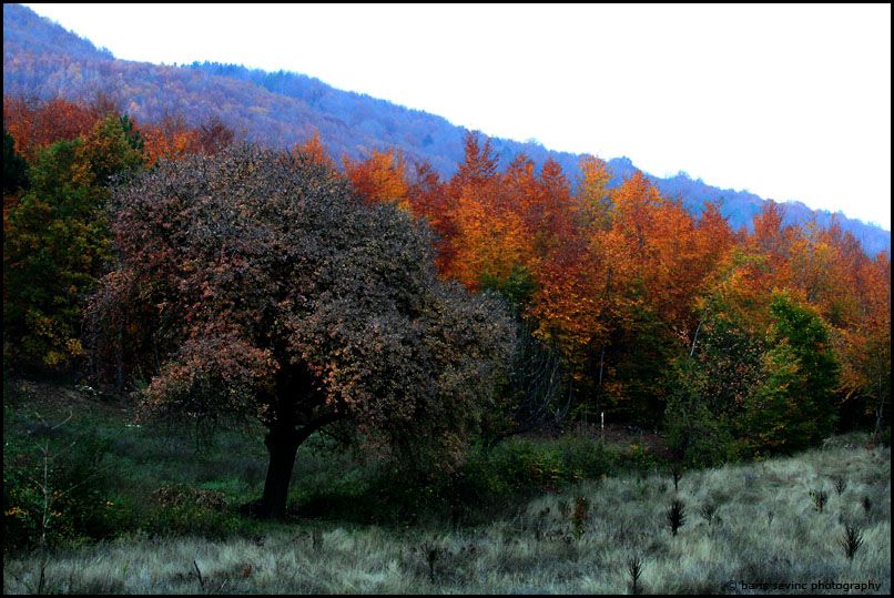 sonbahar renkleri